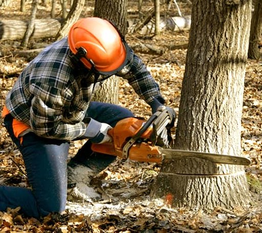 Tree Removal in Chanute, KS